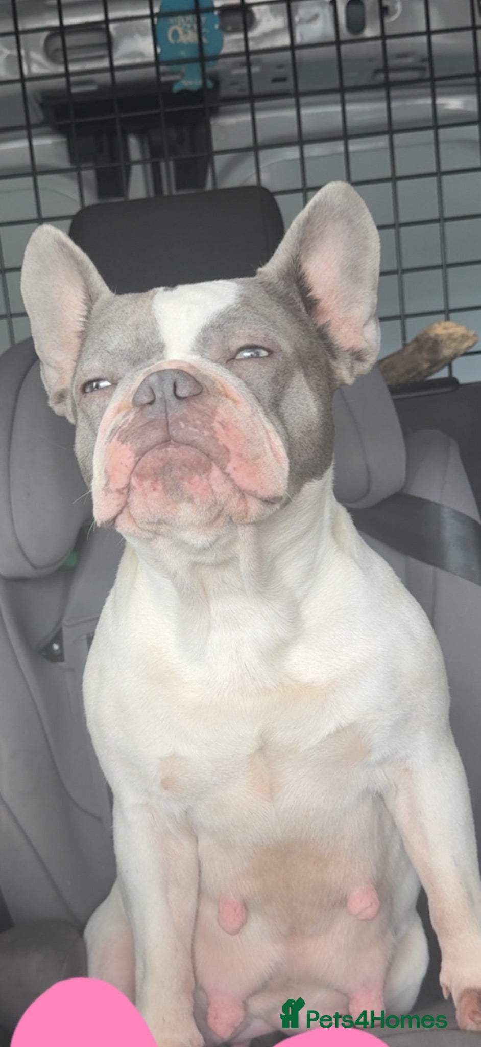 French Bulldog dogs French Bulldog  - Advert 2