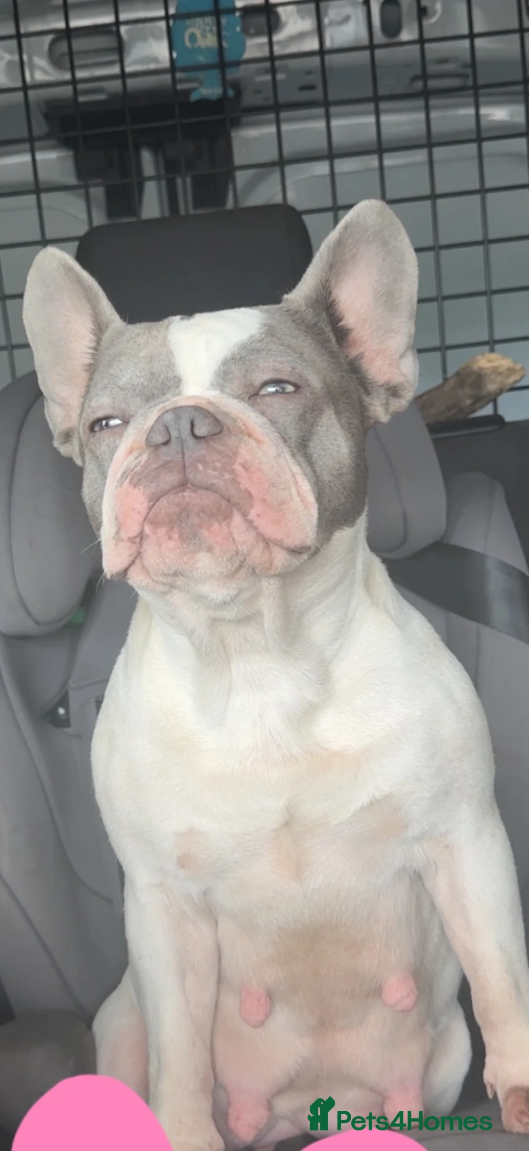 French Bulldog dogs for sale: French Bulldog  in Dundee - Advert 1