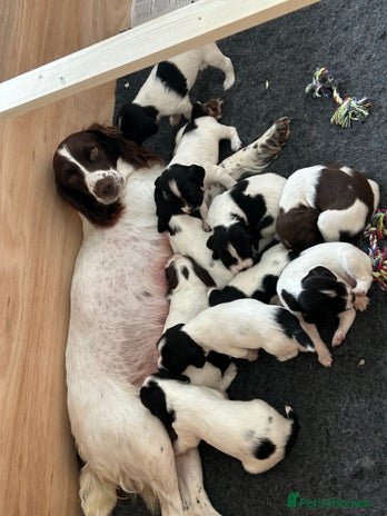 English Springer Spaniel dogs - Advert 1