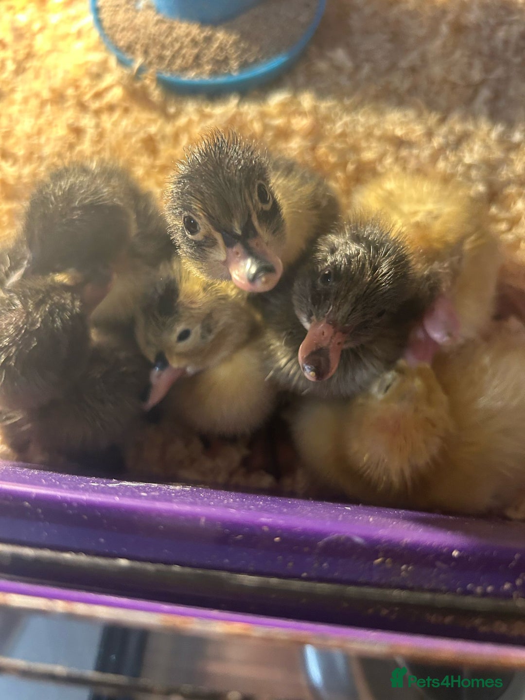 Ducks poultry for sale: Indian runner ducklings  - Image 3