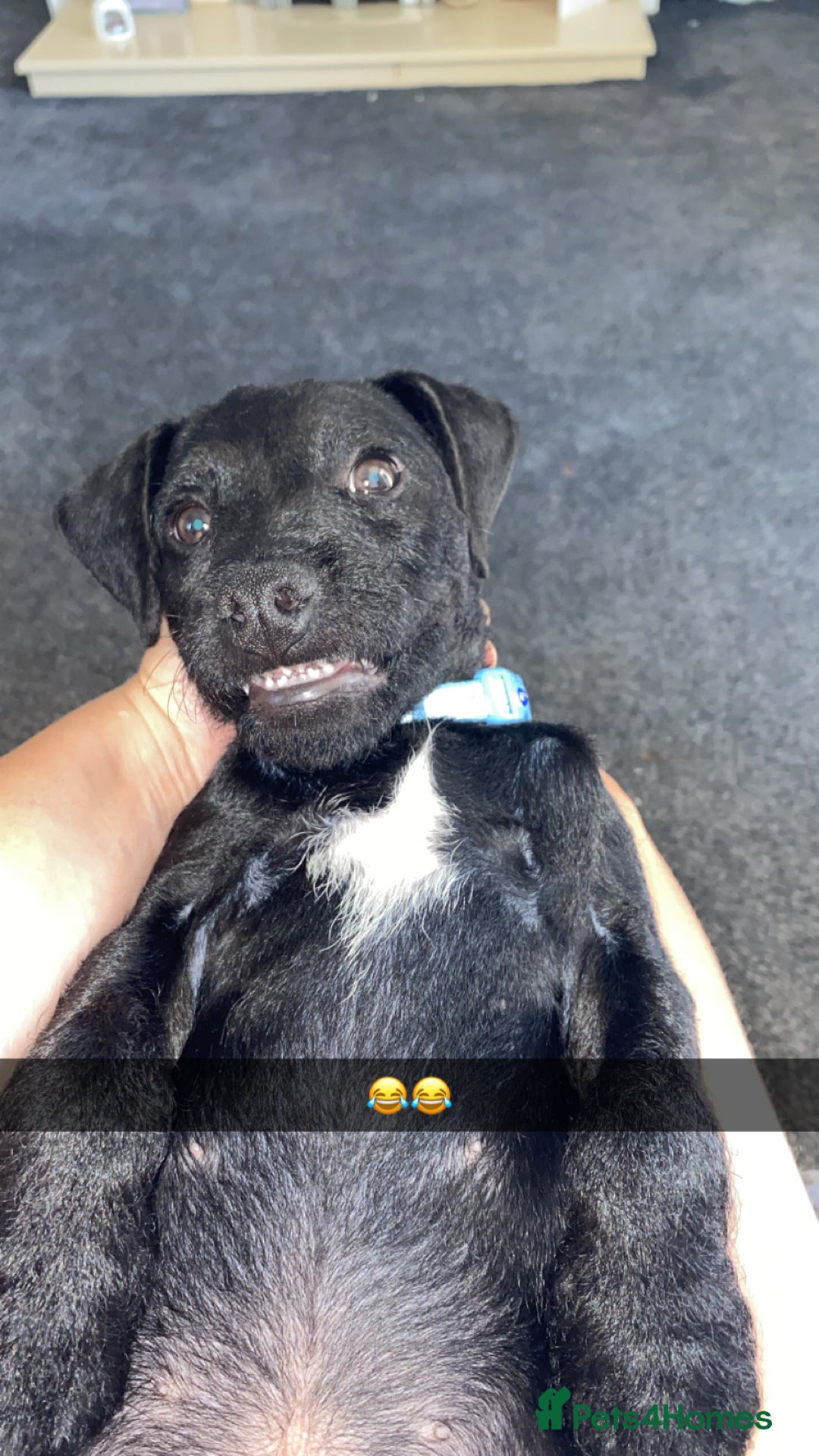 Patterdale Terrier dogs for sale: Milo  - Image 3
