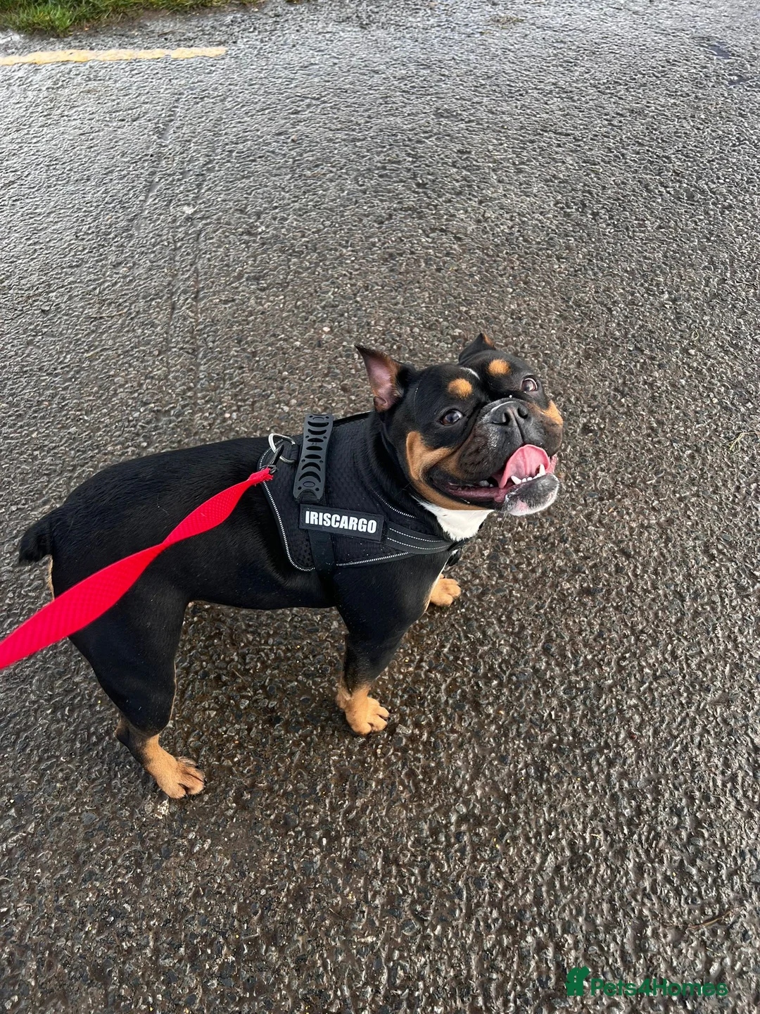 Mixed Breed dogs for sale: English cross French bulldog rehome bitch  in Weston-super-Mare - Advert 2