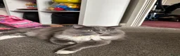 Ragdoll cats for sale: Ragdoll x dsh - 17 months old  - Advert 5