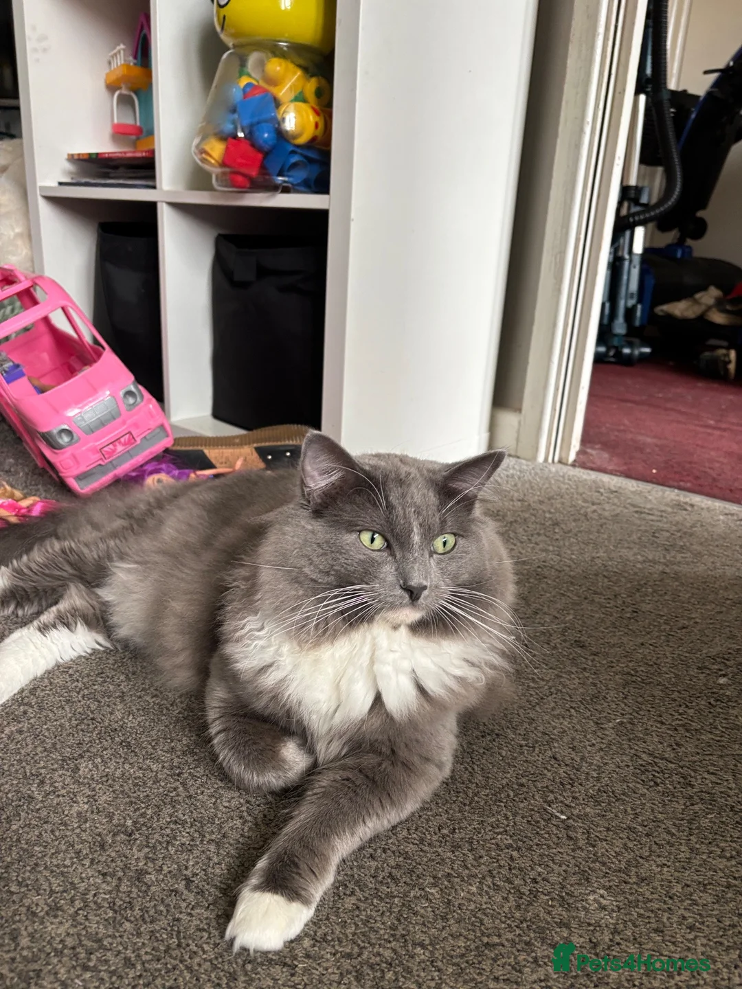 Ragdoll cats for sale: Ragdoll x dsh - 17 months old  - Advert 5