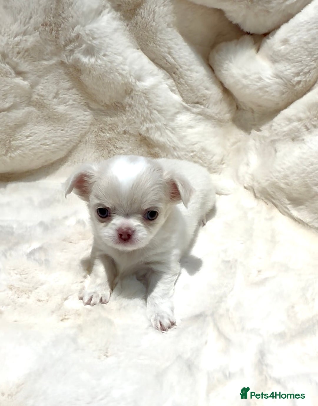 Chihuahua dogs for sale: QUALITY LONG COAT KC CHIHUAHUA PUPPIES  - Advert 16