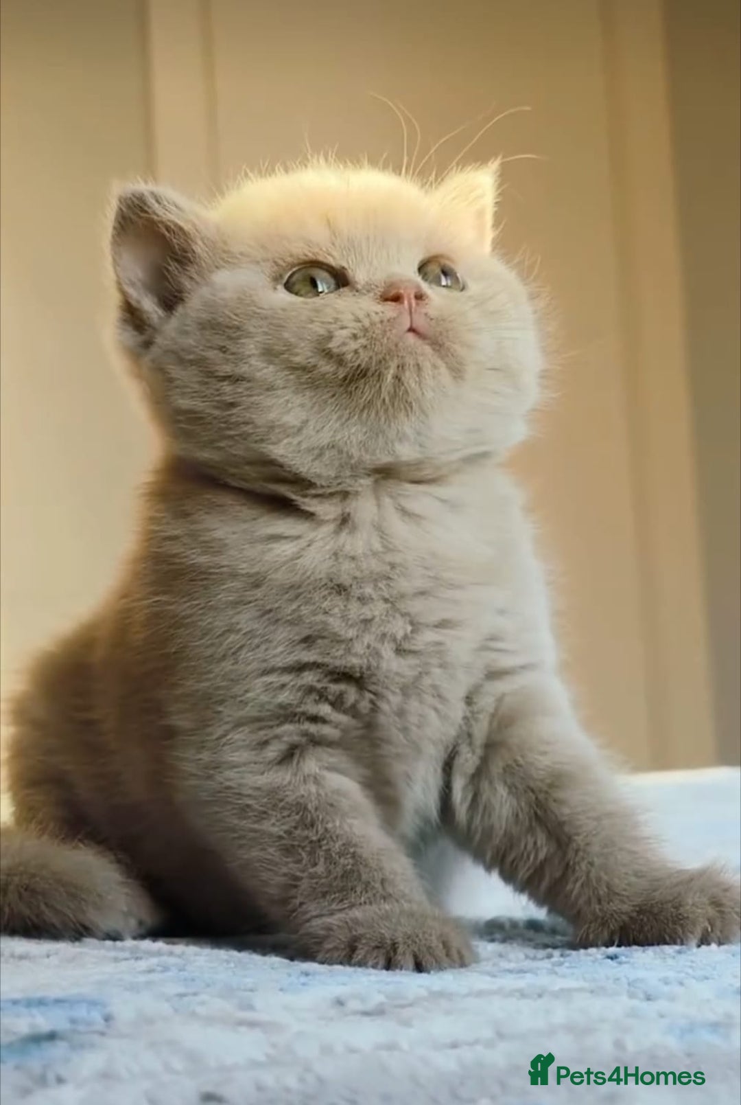 British Shorthair cats for sale: 🏆GCCF / TICA Active –🏅 PROVEN  - Advert 28