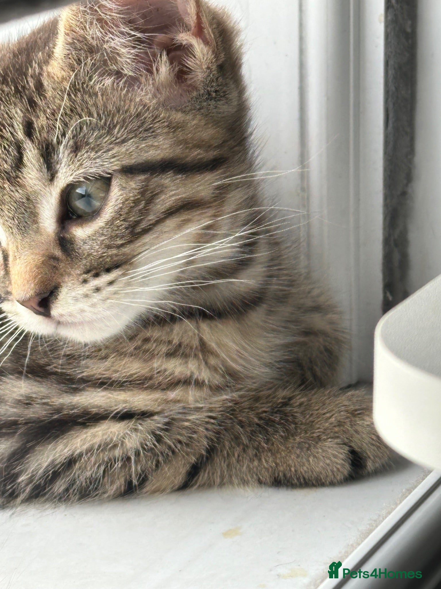 Domestic Shorthair cats 2 beautiful kittens looking for a loving home 🫶. - Advert 2