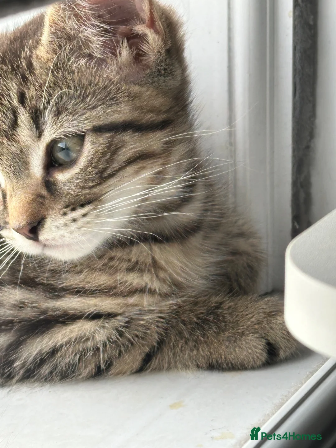 Domestic Shorthair cats for sale: 2 beautiful kittens looking for a loving home 🫶. - Advert 1