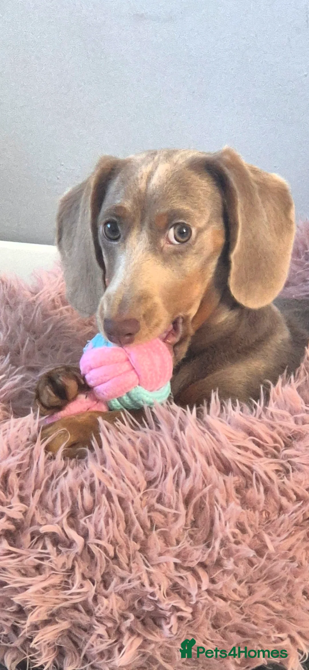 Dachshund dogs for sale: Meet daisy  - Advert 1