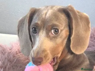 Dachshund dogs Meet daisy - Advert 1