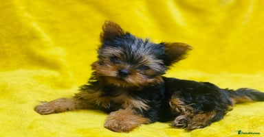 Yorkshire Terrier dogs - Advert 2