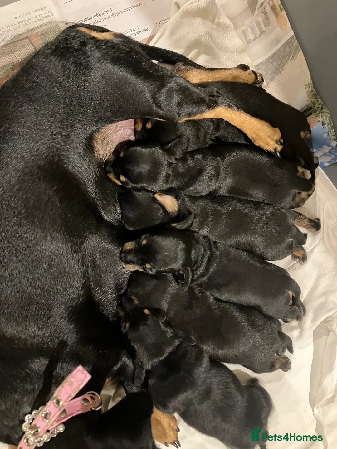 Dachshund dogs for sale: Mrs Mumford in Chichester - Advert 4