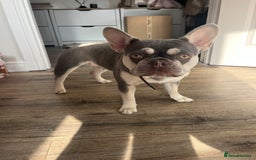 French Bulldog dogs for sale: Rehome of 1 year old female French Bulldog - Image 2