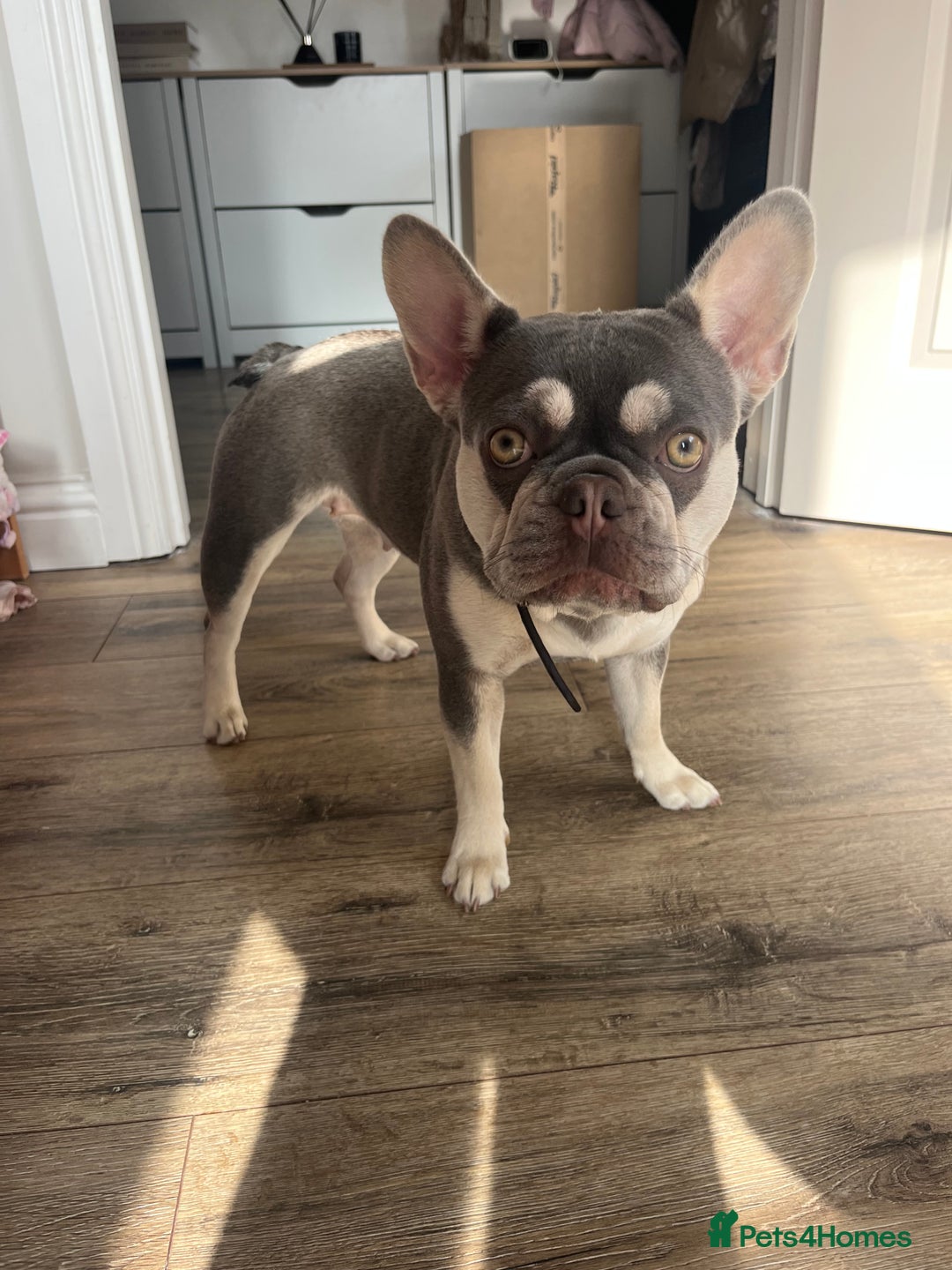 French Bulldog dogs for sale: Rehome of 1 year old female French Bulldog - Image 2