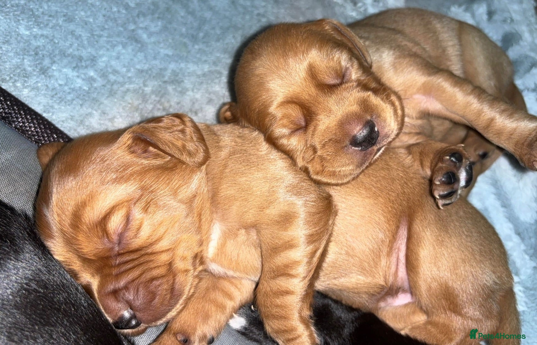 Cockerdor dogs 🐾 Stunning Cockerdor Puppies Expected 🐾 - Advert 1