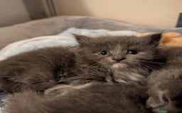 Maine Coon cats for sale: 3 maine coon cross kittens  - Image 8