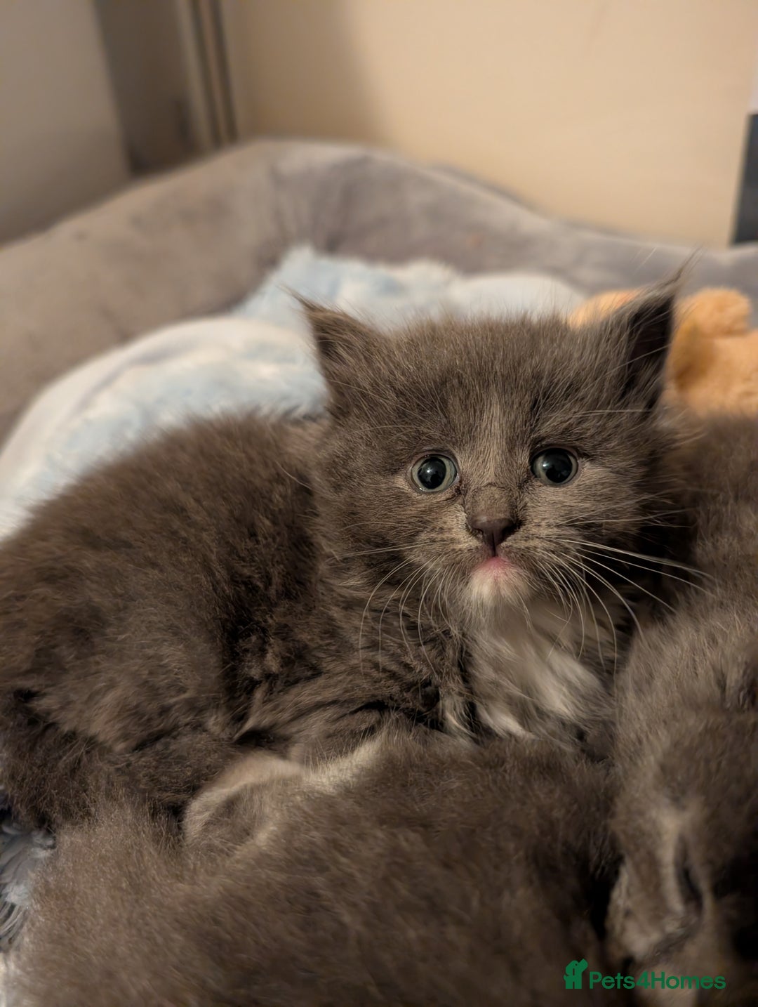 Maine Coon cats for sale: 3 maine coon cross kittens  - Image 8