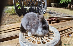 Lionhead rabbits for sale: Rabbit - Image 5