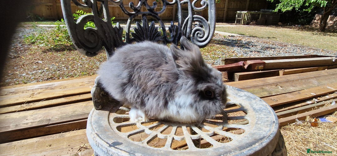 Lionhead rabbits for sale: Rabbit - Image 5