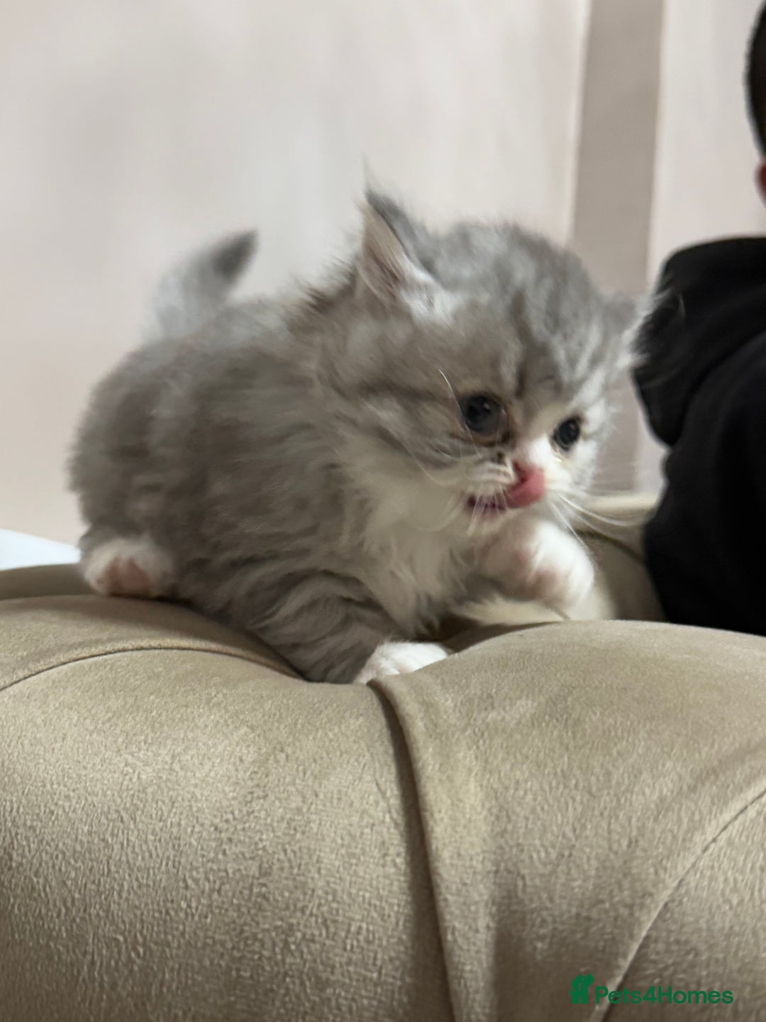 Persian cats for sale: Persian kittens  - Advert 8