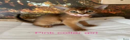 Abyssinian cats for sale: Adorable Abyssian kittens - Advert 5
