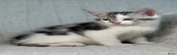 Maine Coon cats for sale: STUNNING MAINE COON KITTENS - Advert 3