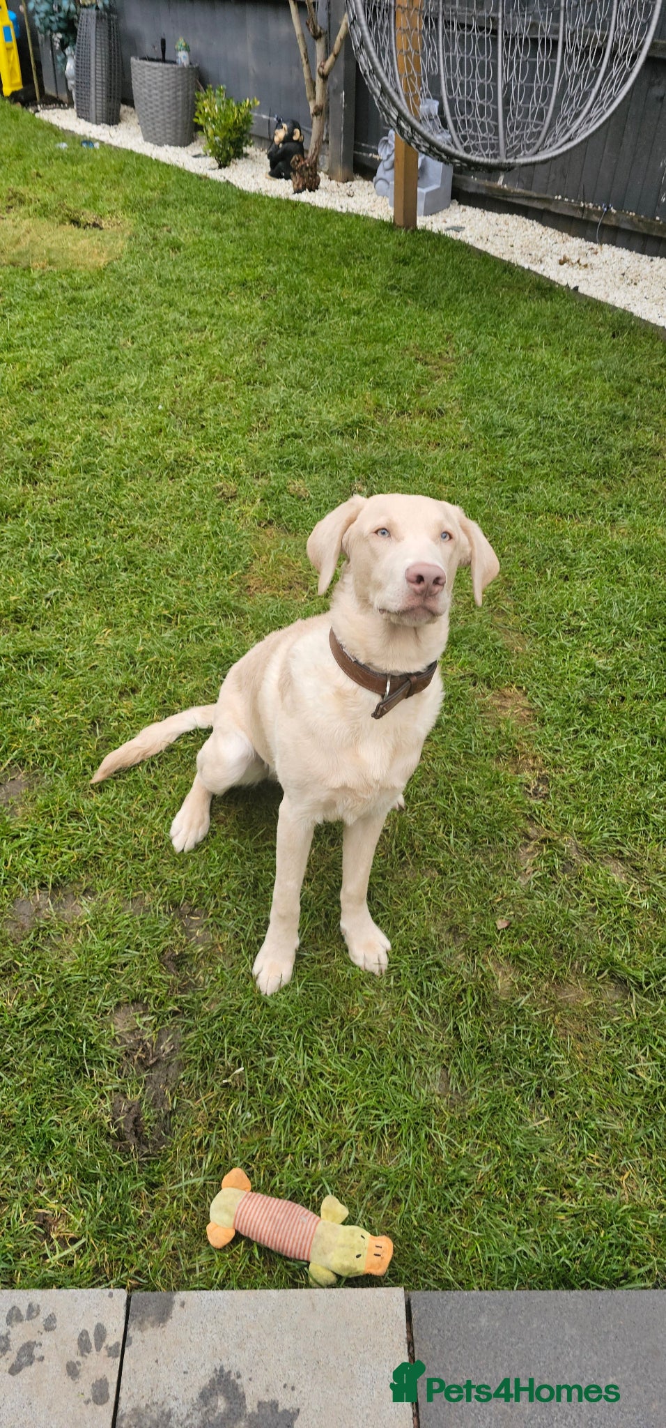 Labrador Retriever dogs Silver Labrador - Advert 5