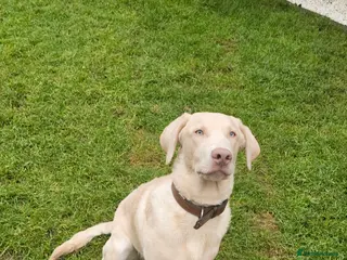 Labrador Retriever dogs Silver Labrador - Advert 5