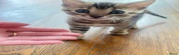 Bengal cats for sale: Stunning TICA Registered Bengal Boy  - Advert 8
