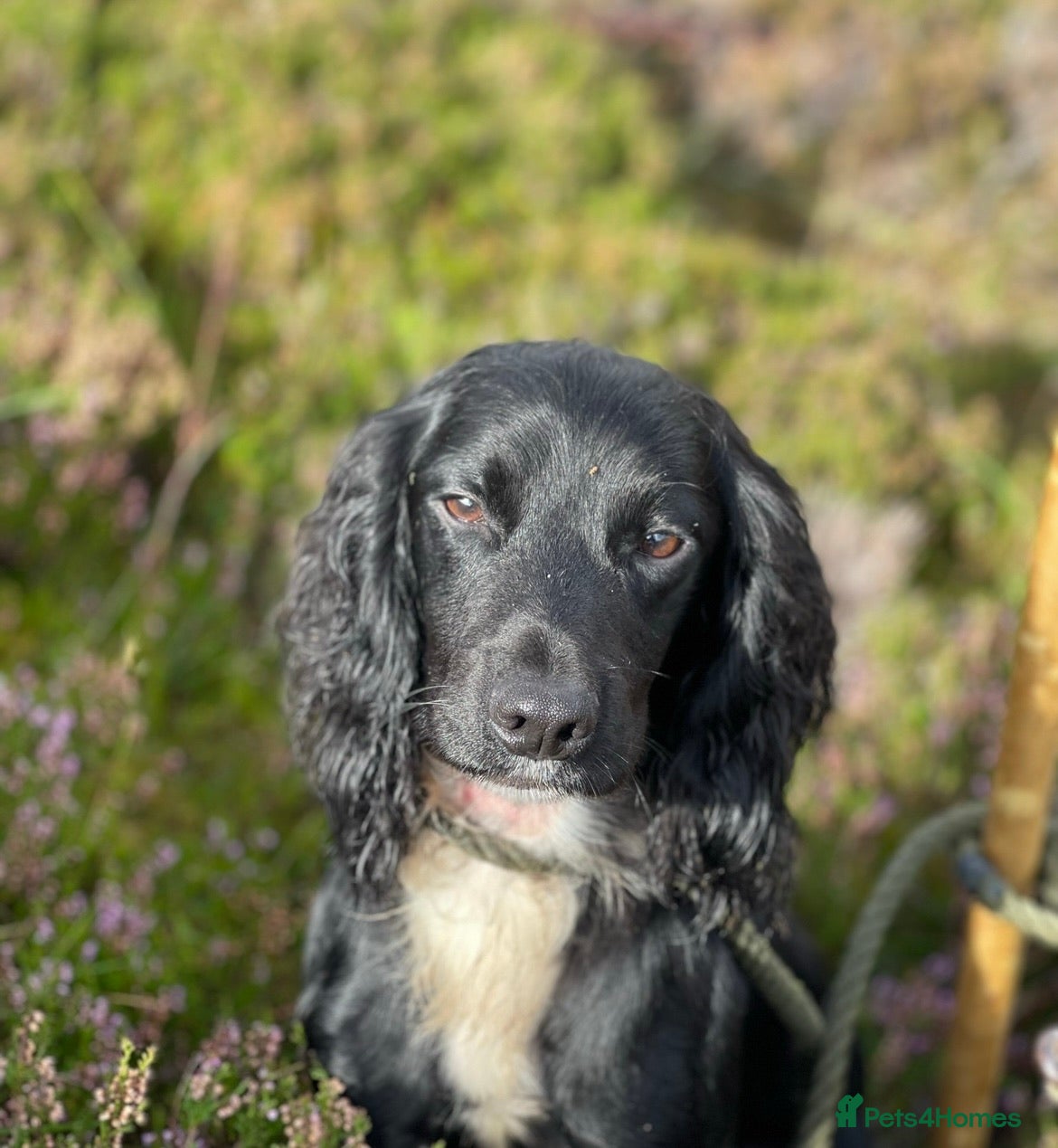 Cocker Spaniel dogs for stud: 🌟🌟Health Tested Black Cocker Stud🌟🌟 in Malmesbury - Advert 2