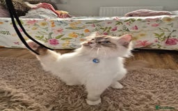 Ragdoll cats for sale: Zeus the Ragdoll - Image 6