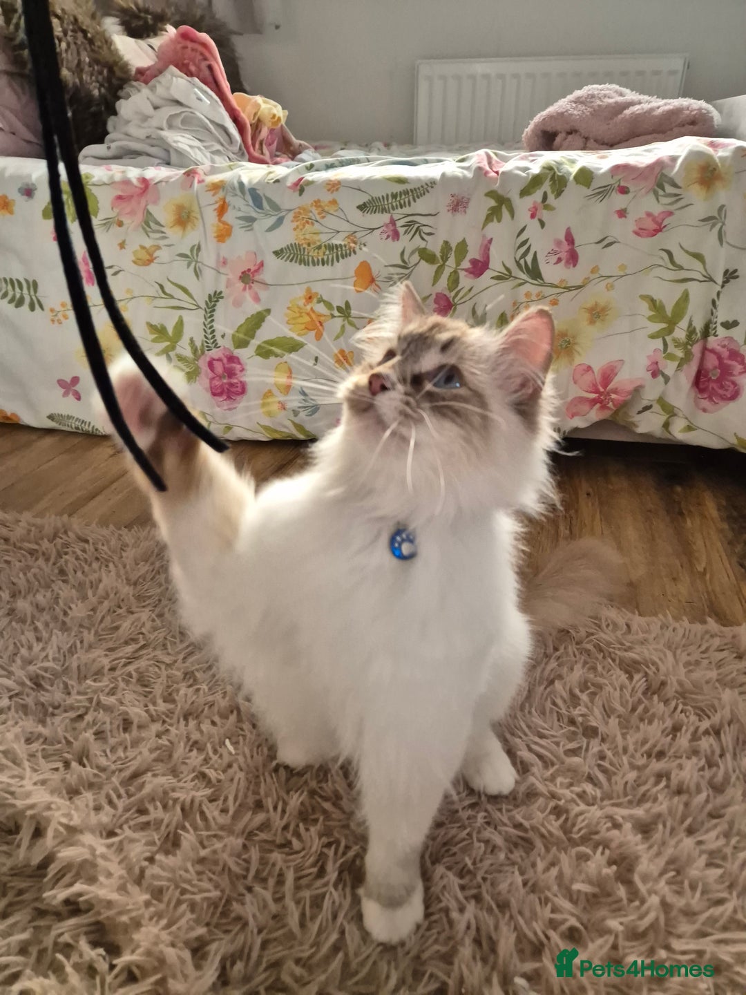 Ragdoll cats for sale: Zeus the Ragdoll - Image 6