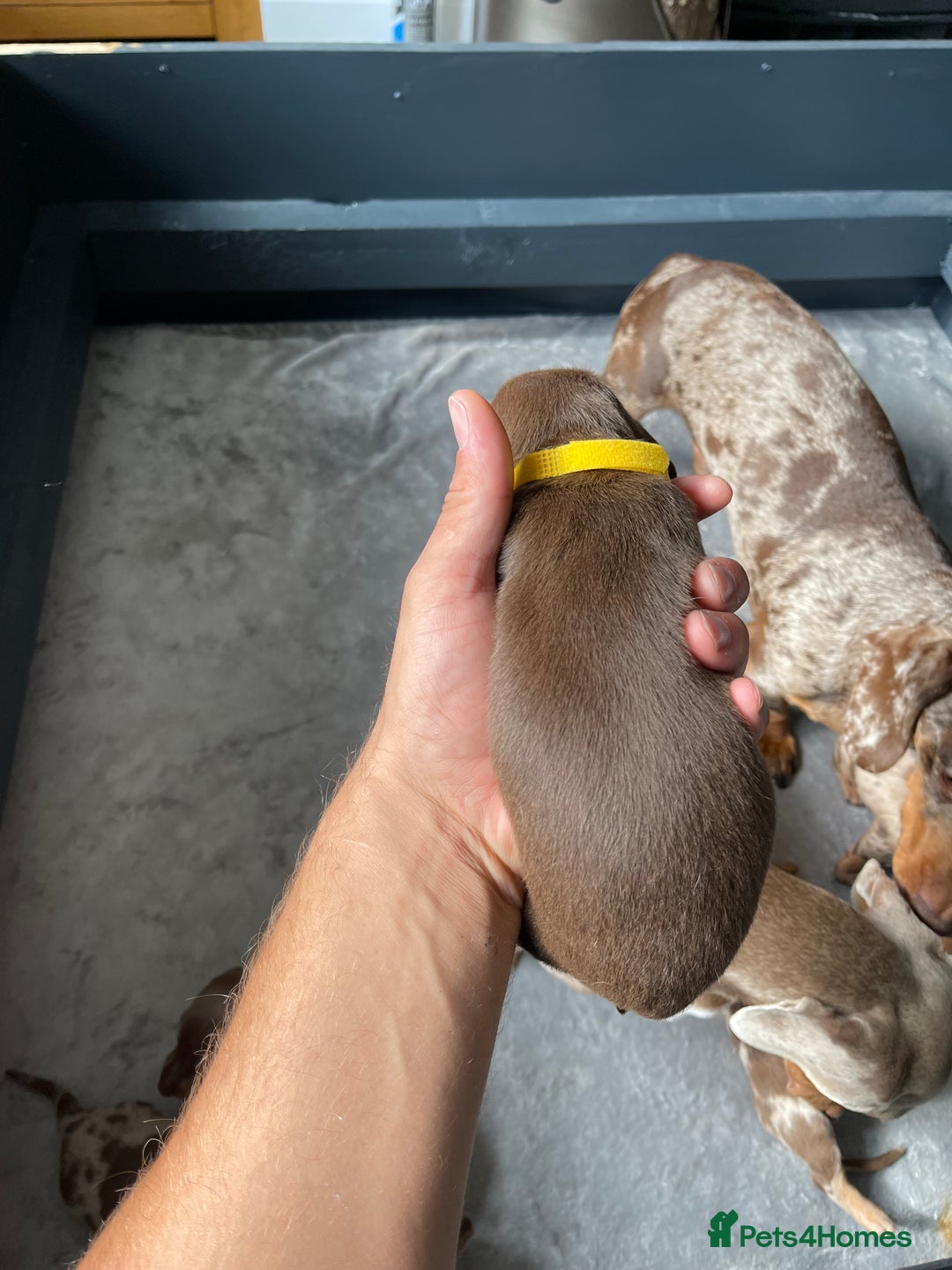 Miniature Dachshund dogs for sale: 🐾READY TO LEAVE NEXT WEEK🐾 - Image 19