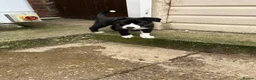 Border Collie dogs for sale: 1 Beautiful Very special border collie girl  - Advert 6
