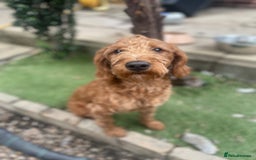 Labradoodle dogs for sale: Poppy F1 Fox Red Miniature Labradoodle  - Image 4