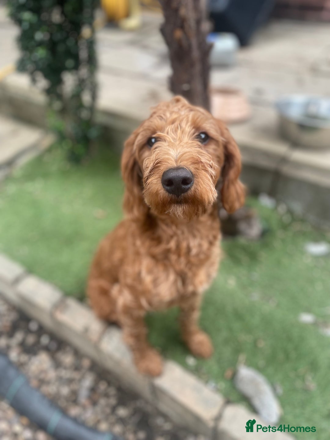 Labradoodle dogs for sale: Poppy F1 Fox Red Miniature Labradoodle  - Image 4