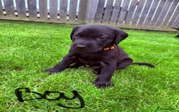 Labrador Retriever dogs for sale: KC reg labs- working bloodline  in Lanark - Image 5
