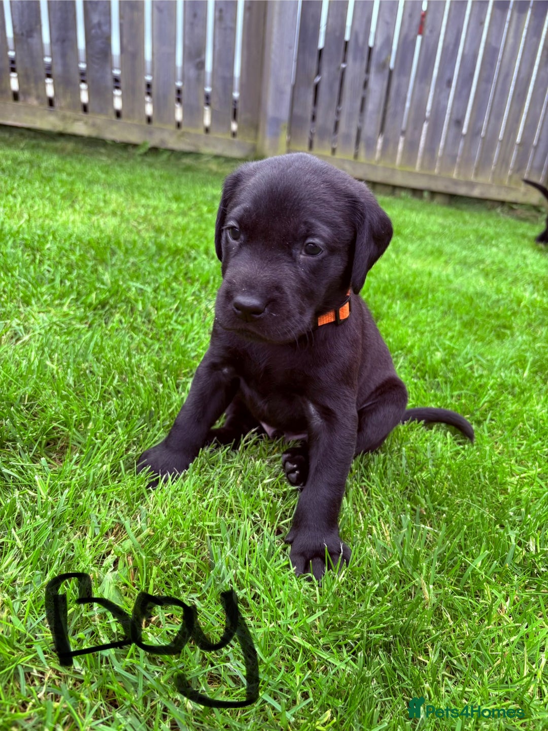 Labrador Retriever dogs for sale: KC reg labs- working bloodline  in Lanark - Image 5