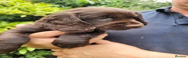 Cocker Spaniel 2