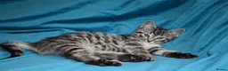Mixed Breed cats for sale: 6 Gorgeous kittens for sale - Advert 31