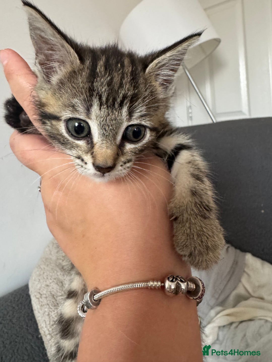 Domestic Shorthair cats for sale: Beautiful babies 😍 - Image 3