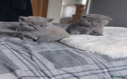 British Shorthair cats for sale: British shorthair/scottish fold cross kittens - Image 6