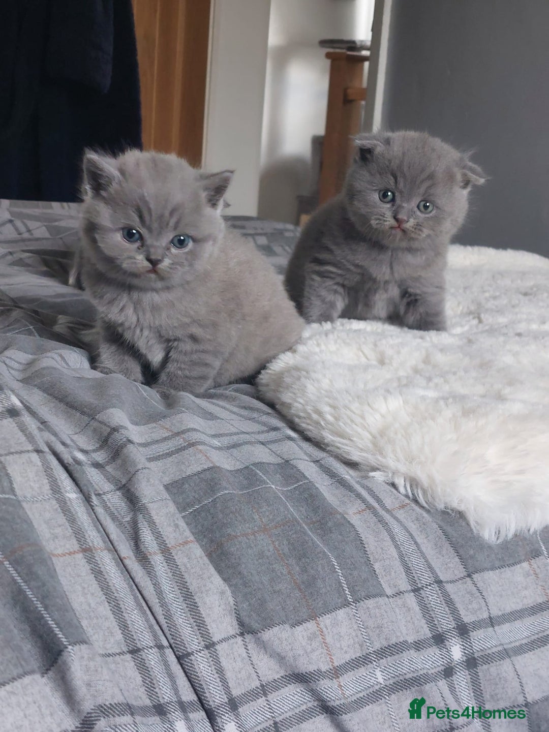 British Shorthair cats for sale: British shorthair/scottish fold cross kittens - Image 6