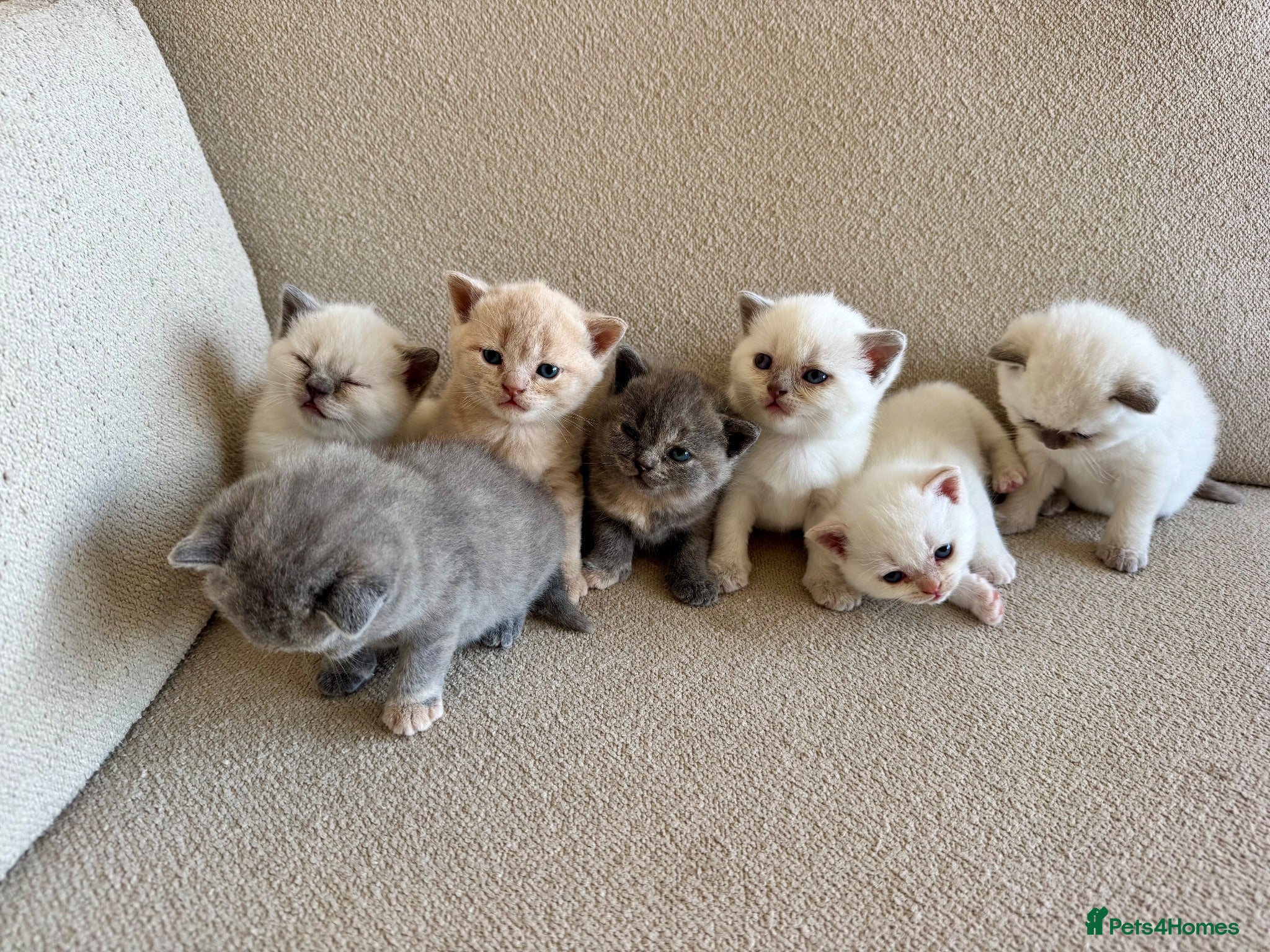British Shorthair cats FULL PEDIGREE BSH KITTENS IN THE COTSWOLDS - Advert 2
