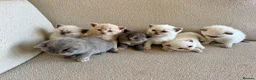 British Shorthair cats for sale: FULL PEDIGREE BSH KITTENS IN THE COTSWOLDS - Advert 4