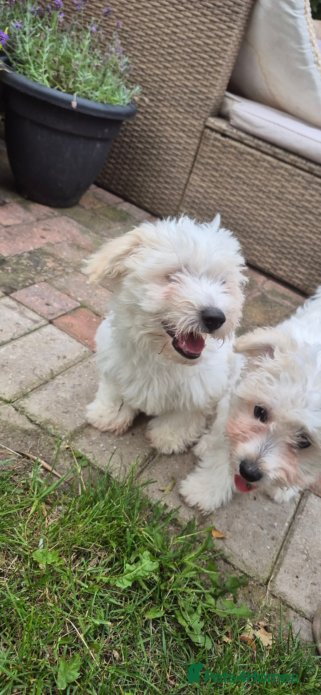 Mixed Breed dogs for sale: Gorgeous little girls in Liverpool - Image 24