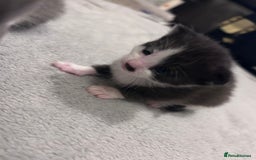 Snowshoe cats for sale: Snowshoe X kittens  - Advert 8