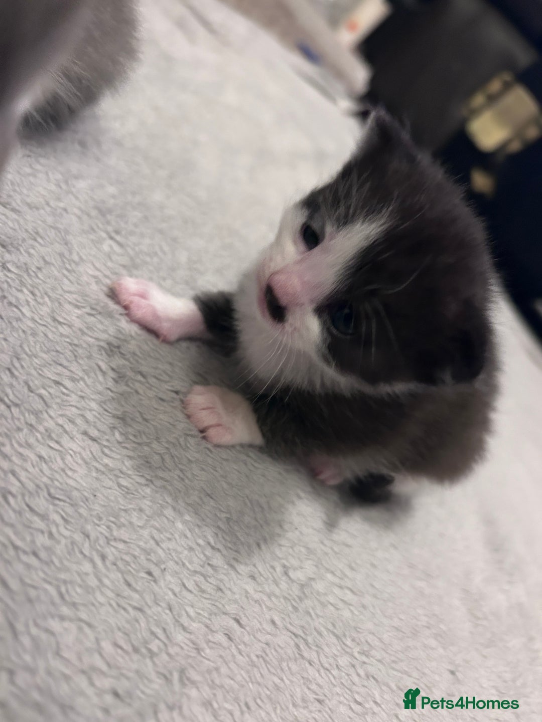 Snowshoe cats for sale: Snowshoe X kittens  - Advert 8