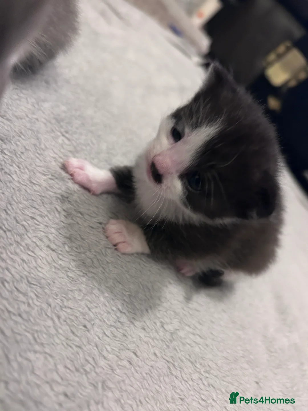 Snowshoe cats for sale: Snowshoe X kittens  - Advert 12