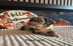 Cocker Spaniel dogs for sale: Cocker spaniel merle puppies - Image 9